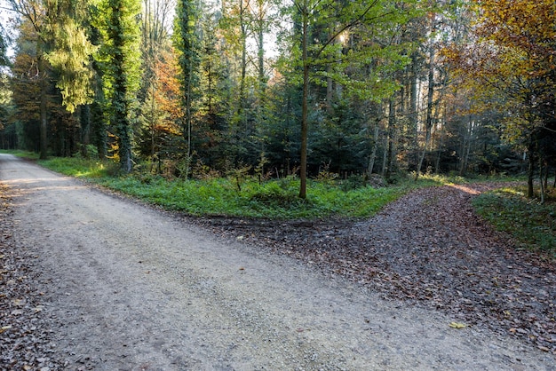 Narrow empty roads surrounded by a forest with beautiful trees on a sunny day