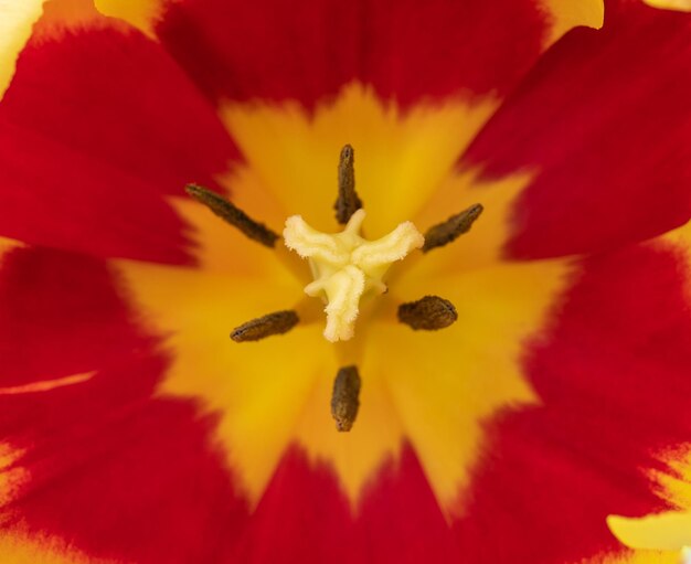 赤と黄色のチューリップの花のナローフォーカスのクローズアップ