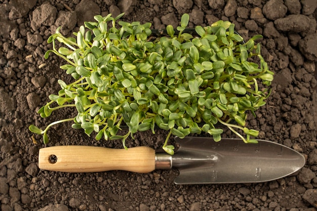 A narrow garden trowel with sprouts lying on the ground Garden concept the beginning of the season the cottage