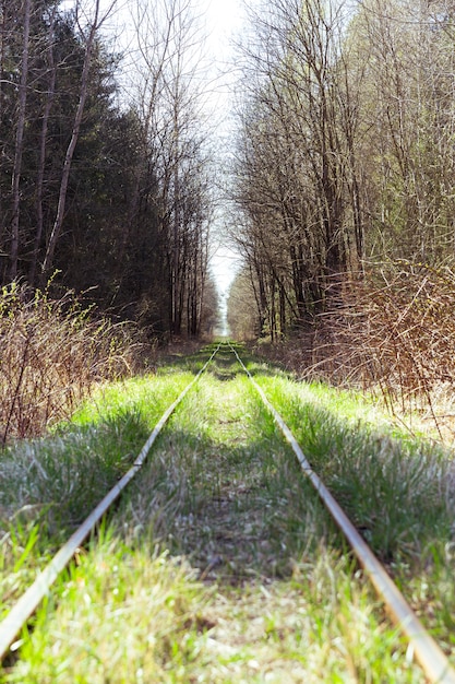 Photo narrow gauge in forest