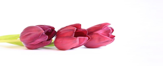 Узкое горизонтальное фото с яркими весенними цветами Тюльпаны на чистом белом фоне Три цветка лежат на светлой поверхности