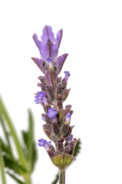 Narrow-leaved Lavender flowers