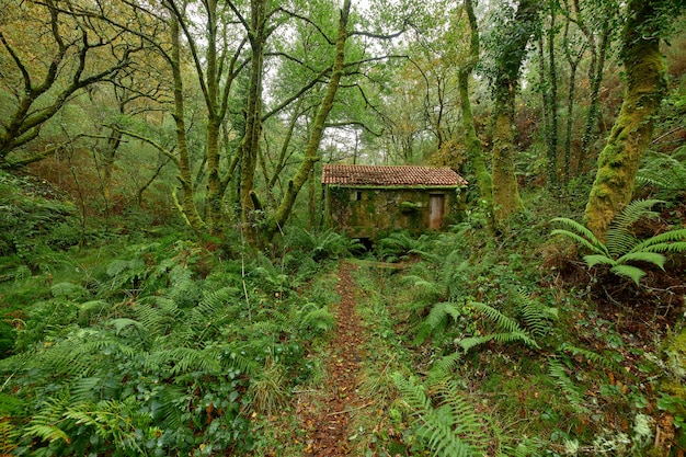 Narrow path full of red leaves that leads to an abandoned rural house in a forest in the area of Galicia, Spain.