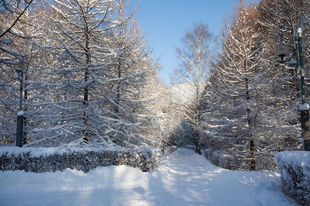사진 눈 덮인 공원의 좁은 길. 겨울 풍경입니다.