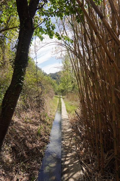 A narrow path with a tree in the foreground and a few other trees in the background.