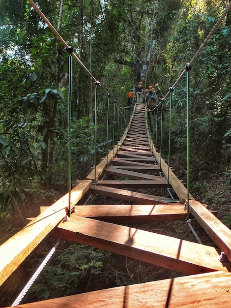 Narrow pathway along trees in forest