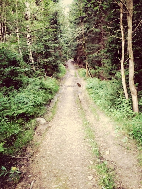 Photo narrow pathway along trees in forest