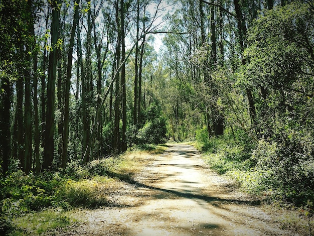 Narrow pathway along trees in forest