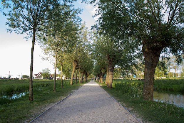 narrow pathway along trees in park