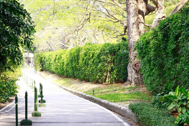 Narrow pathway along trees