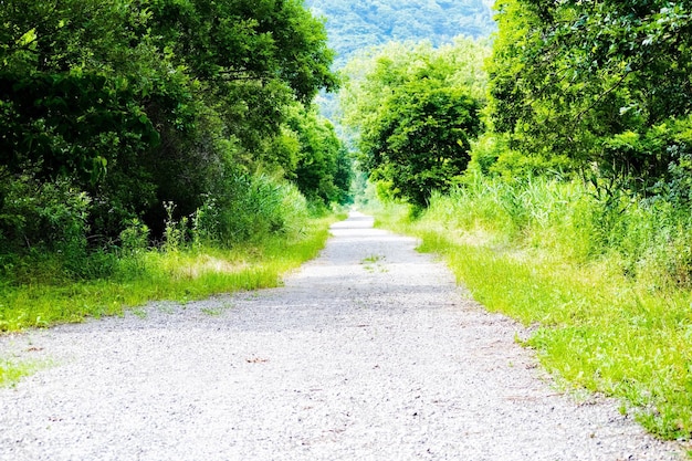 写真 樹木に沿った狭い道