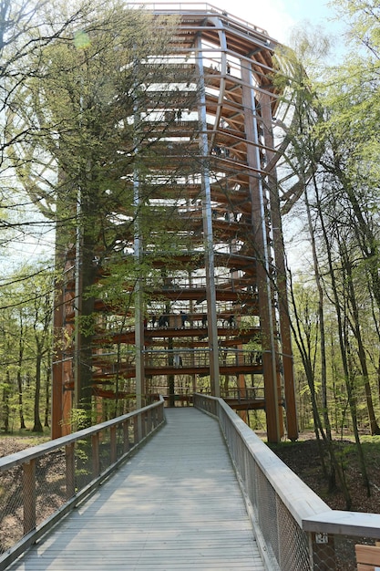 Foto stretto sentiero che conduce a una struttura costruita lungo gli alberi