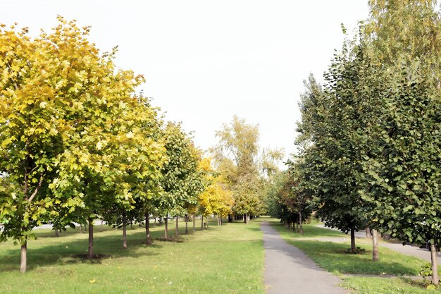 Narrow pathway in the park with young autumn trees