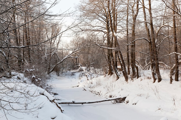 Un fiume stretto nella foresta in inverno, il fiume è coperto di ghiaccio spesso da acqua ghiacciata, natura invernale e gelo