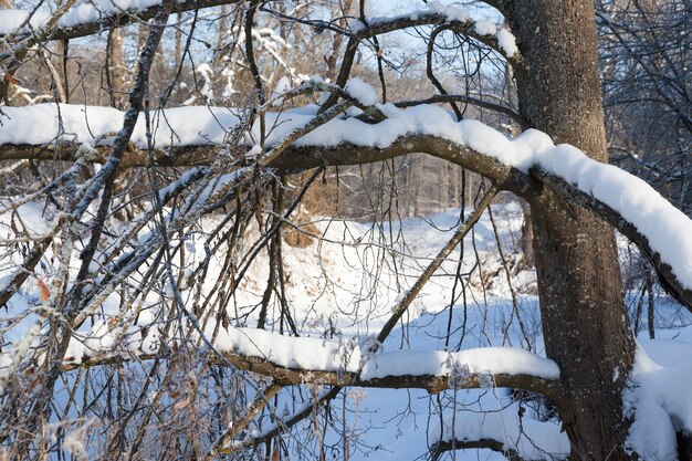 A narrow river in the forest in winter