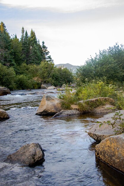 Narrow river with large rocks surrounded by lush trees and shrubs in Baxter State Park Maine