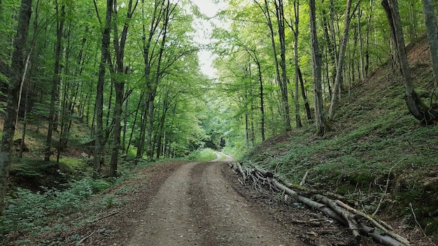 景観上の木々に沿った狭い道路
