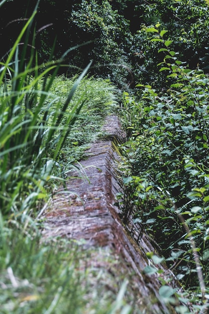 Foto strada stretta nella foresta