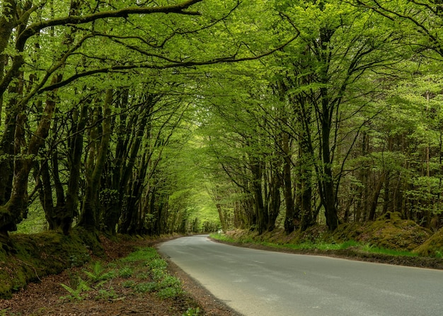 Narrow road between overhanging trees forming a tunnel