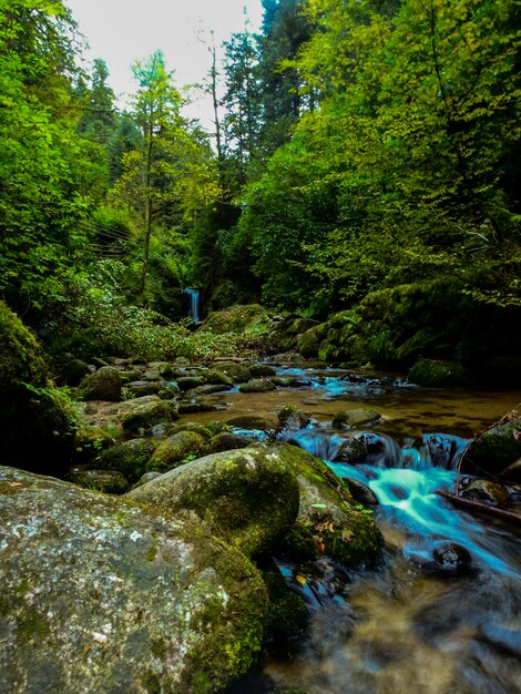 Foto stretto ruscello lungo gli alberi nella foresta