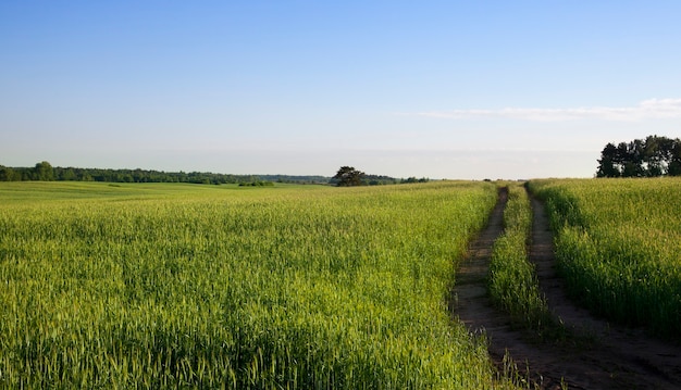 Stretta strada a doppio binario in ambito agricolo per la movimentazione di macchine agricole e per la lavorazione del raccolto