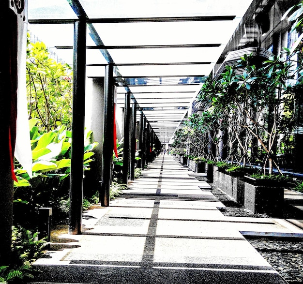 Photo narrow walkway along trees