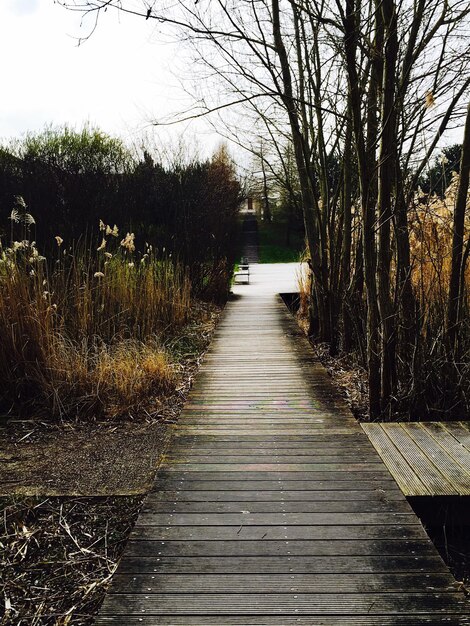 Narrow walkway along trees