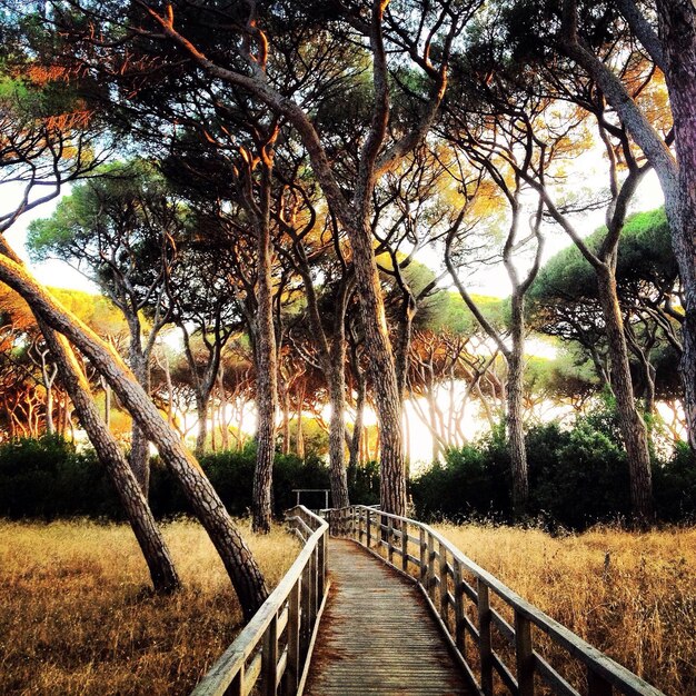 Photo narrow walkway along trees