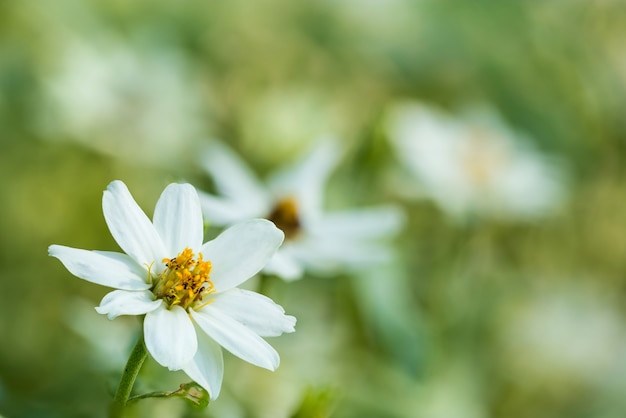 Narrowleaf Zinnia flowers, blurry in background.