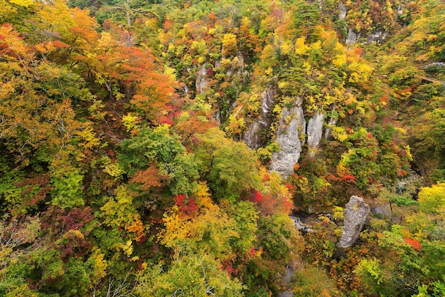 Photo naruko canyon with autumn foliage in japan