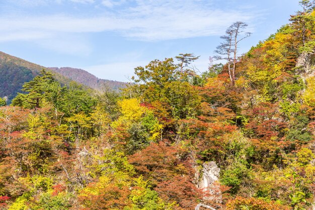 Photo naruko gorge in autumn season