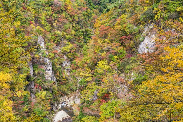 Photo naruko gorge in autumn