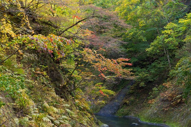 Naruko Gorge Herfstbladeren