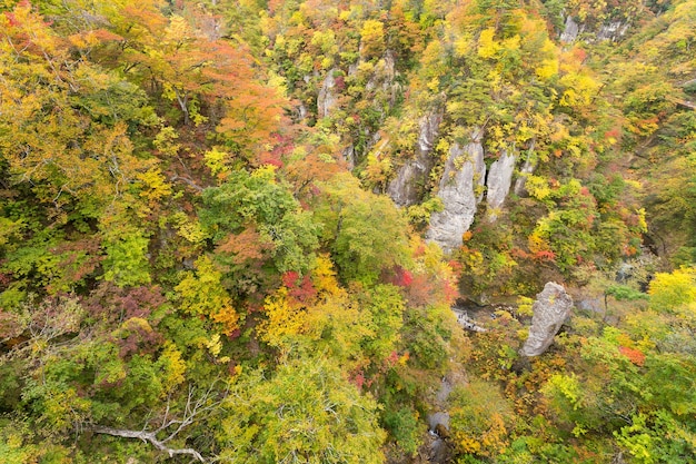 Международный парк ущелья Наруко с красочными осенними листьями в Японии