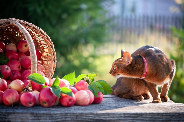 Narvest of apples in a basket and a very beautiful Abyssinian cat The cat looks at the apples Space for text