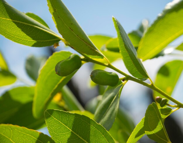 그리스의 나무에 있는 초기 녹색 과일 Simmondsia chinensis jojoba 미성숙 필라프
