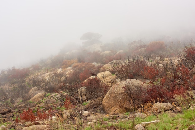 Nasleep van een bosbrand op leeuwenkop berg Kaapstad Zuid-Afrika Smog en rook die een heuvel bedekken nadat de opwarming van de aarde het milieu verwoestte Klimaatverandering tast de natuur aan