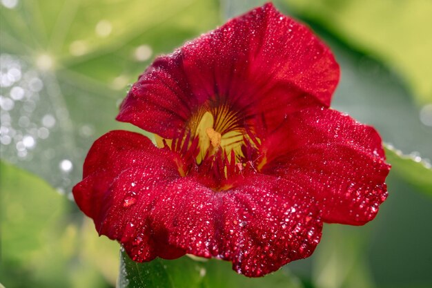 キンレンカのクローズアップ一輪の花