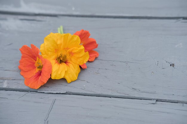 Nasturtium flowers on old grey table