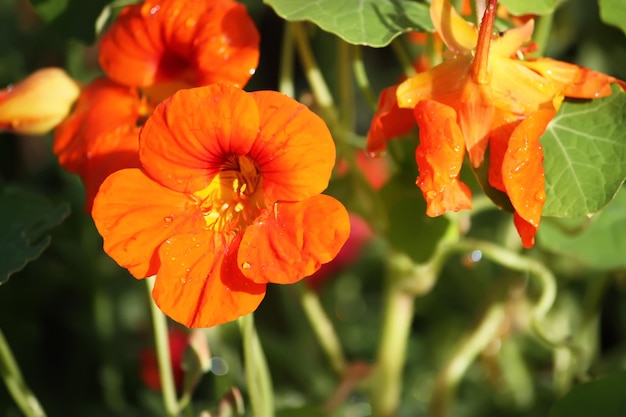 Nasturtium orange flowers in the summer garden