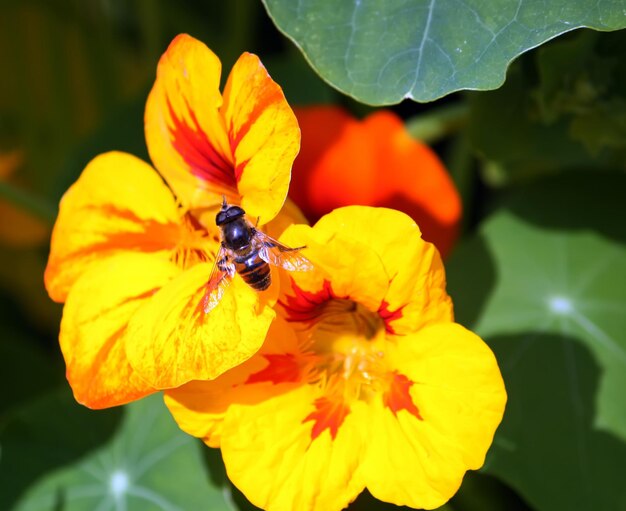 Nasturtium orange flowers in the summer garden