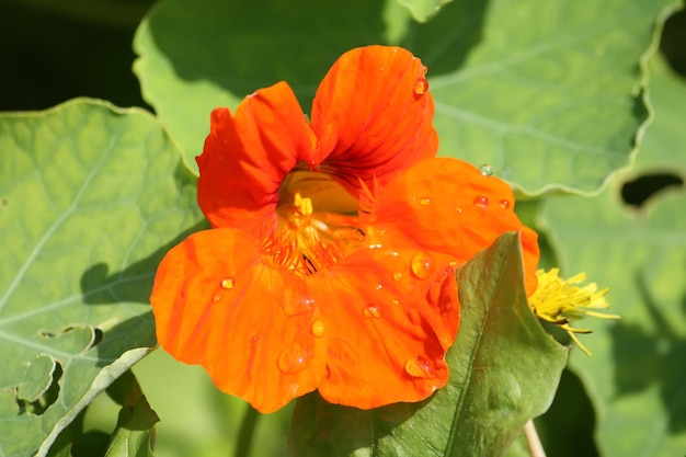 Nasturtium orange flowers in the summer garden