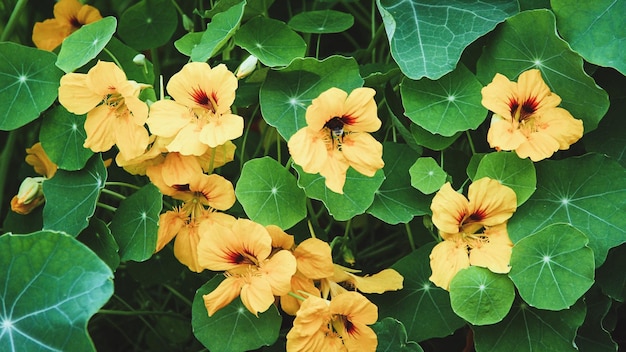 Nasturtium plant with yellow flowers Tropaeolum majus in the garden