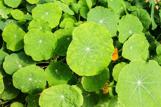 Photo nasturtium plants in the garden,green leaves on backyard