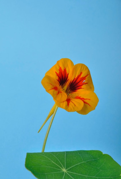 Nasturtiums on a blue background