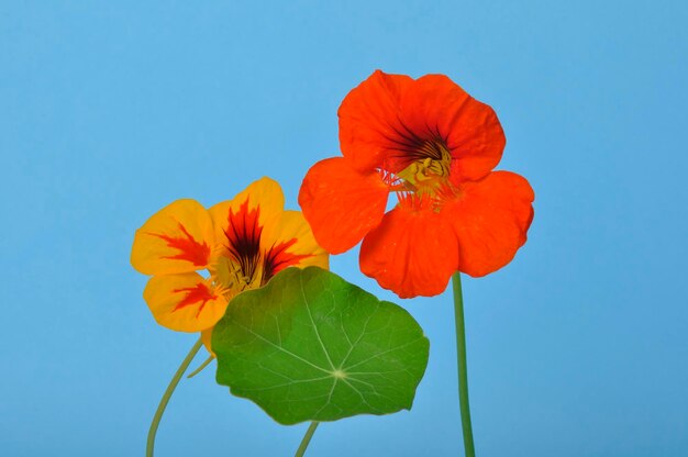 Nasturtiums on a blue background