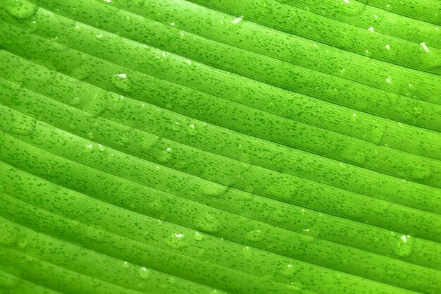 Nat groen bananenblad close-up