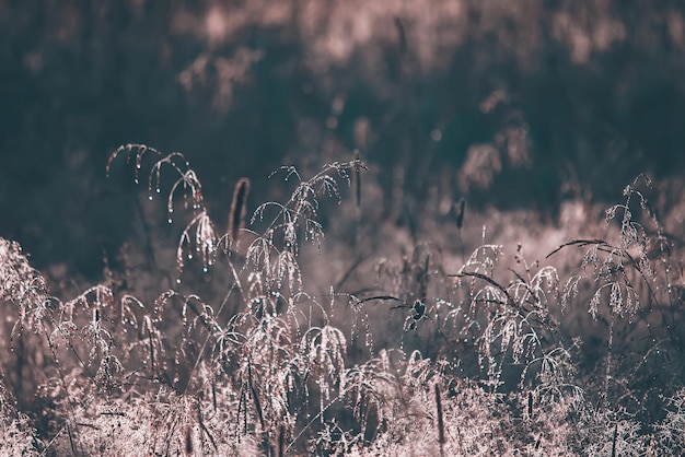 Nat groen gras in de ochtend in het landelijke veld