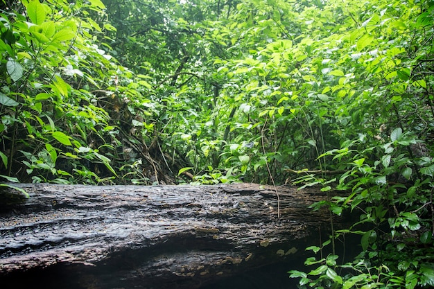 Nat hout in natuurlijk regenwoud