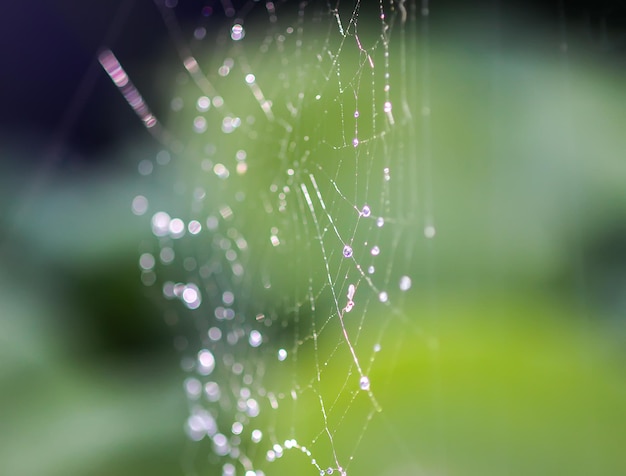 Nat spinnenweb in regendruppels. Zomer natuur details.